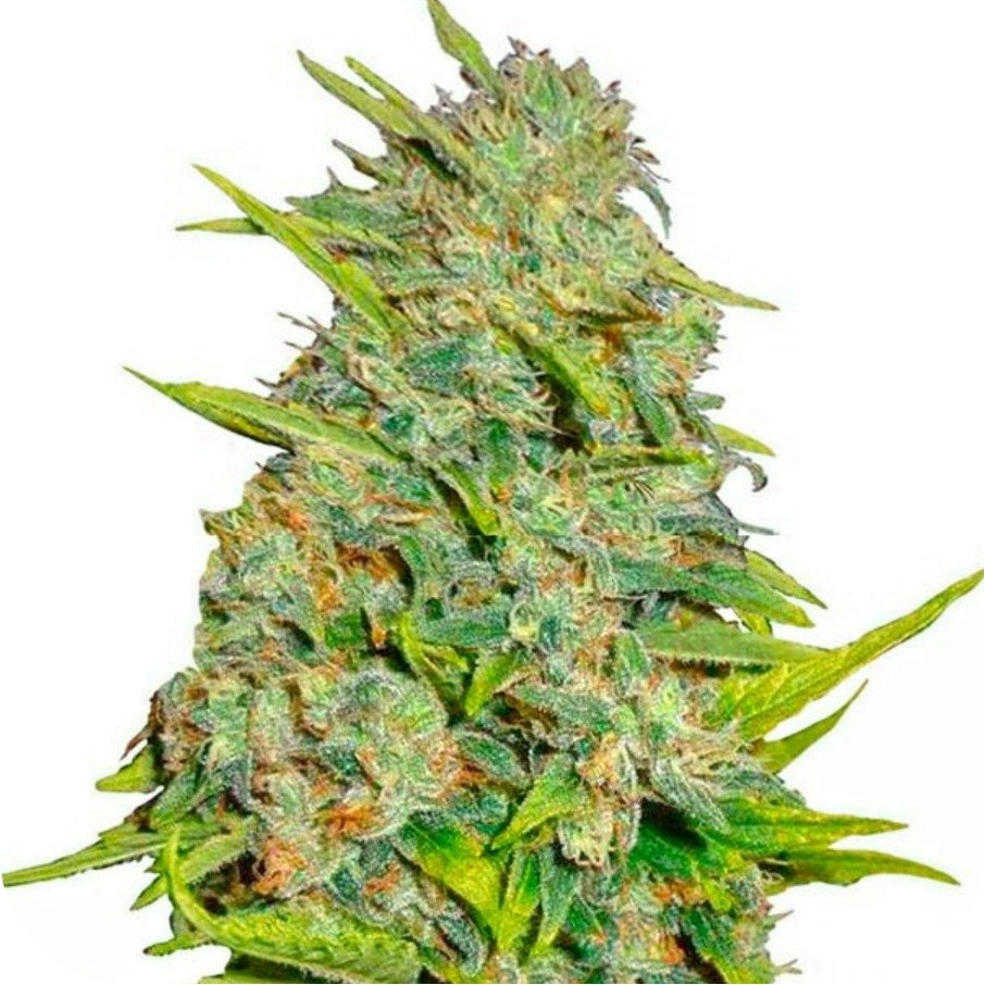 Сайт покупки семян марихуаны америка и наркотики