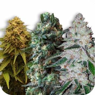 Сайты по продаже семян марихуаны connect to tor browser hydra